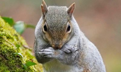 Oral contraceptives could help reduce grey squirrel numbers, research finds