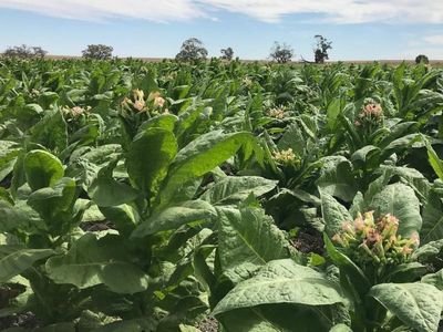 Tobacco syndicate dealt $400 million blow