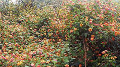 Karnataka: Forest department weeds out lantana to restore grasslands in BR Hills Temple Tiger Reserve