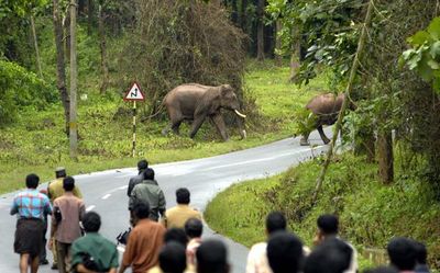Explained | Kerala’s escalating human-wildlife conflicts