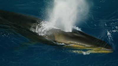 Thank Pod For That: Huge Sighting Of Rare Antarctic Fin Whales