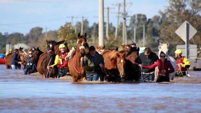 When 28 horses were found submerged in freezing floodwater, a 24-hour rescue mission began in the Hunter Valley