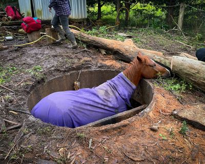 Neigh Way Out: Firefighters Hoist Trapped Horse To Safety From Water Tank