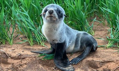 Seal of approval? Rescue services warn approaching Australian marine wildlife can be fraught