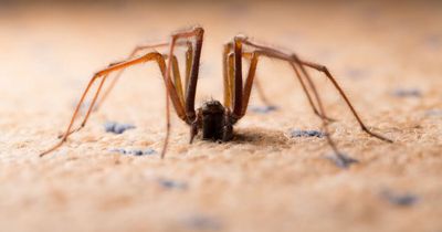 Ridiculous moment woman called police to remove 'massive' spider from her house