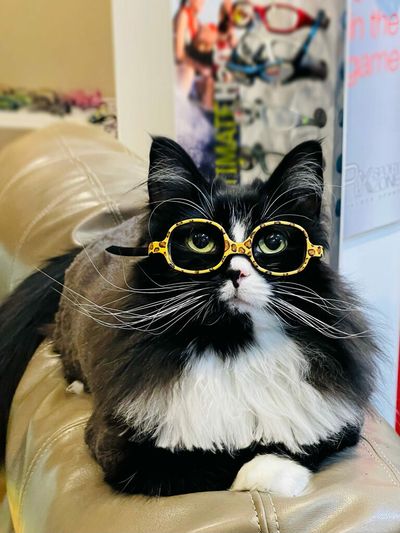 Specs-tacular: Adorable Cat Wearing Glasses Puts Kids At Ease During Optician Visits