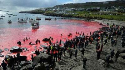 The Faroe Islands to limit dolphins killed to 500 following international backlash