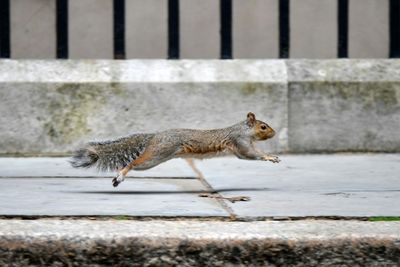 Tough nut to crack: UK mulls contraceptives for grey squirrels