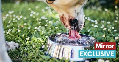 Vet's food trick will keep your dog cool during the UK heatwave