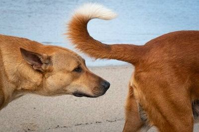 Should you let your dog sniff other dogs’ butts? There may be a hidden risk