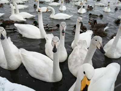 No Time To Rest: Swans Would Rather Squabble Over The Best Feeding Spots Than Sleep