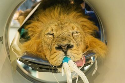 Endangered lion with persistent ear problems set to roar back following CAT scan