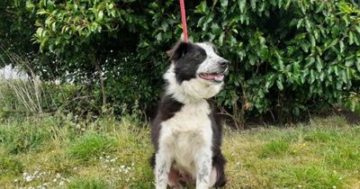 Ten-year-old Edinburgh Border Collie looking for her first permanent home
