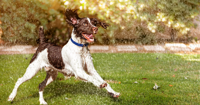 Vet warns of the dangers of walking your dog during heatwave