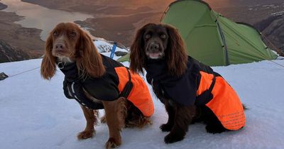 Adventurous dogs bag 90 munros in just a year - and even have their own sleeping bags