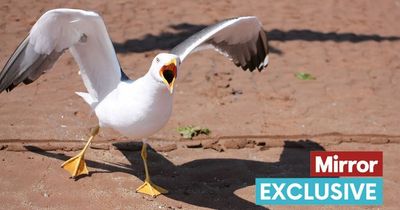 RSPCA urging owners to keep small dogs on leads as vicious seagulls attack