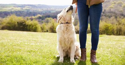 Can it be too hot to walk your dog? Tips from the RSPCA