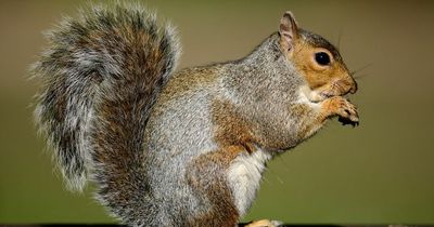 Oral contraceptive plan for squirrels to curb rise of greys