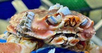 Fisherman finds crab with full set of 'HUMAN TEETH' - and it looks terrifying