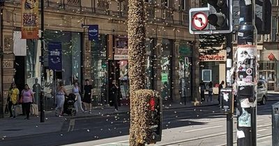 Thousands of bees engulf traffic light as horrified witnesses duck to avoid being stung