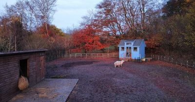 You can stay in a cute hut at a vegan animal sanctuary and pet chickens on the sofa