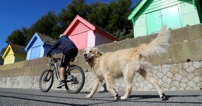 Cool items to help keep pets chilled out during extreme heat alert