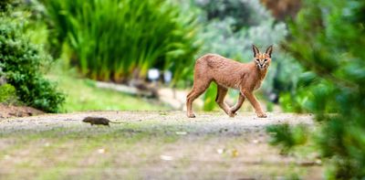 Cape Town's caracals are exposed to harmful 'forever chemicals' through their diet