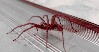 Cleaning fan shares £1 oil hack to 'repel' spiders from inside your home