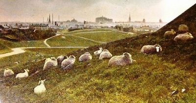 The time an Edinburgh student claimed sheep from Holyrood Park were put in a lift