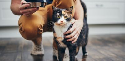 Human catches COVID from a cat – here's why this new evidence is not cause for panic