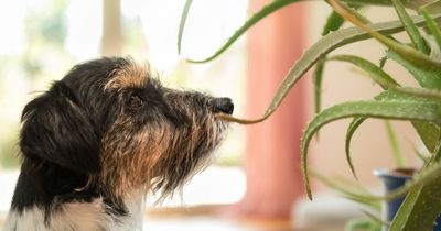 Warning over common houseplants that are toxic to dogs