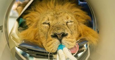 Lion with earache has CAT scan at London Zoo