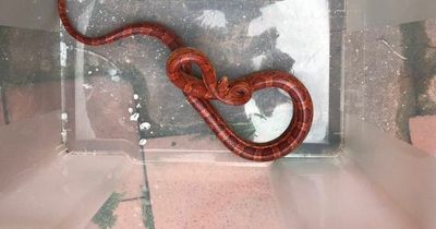 Woman 'froze' after mistaking snake with 'rattling tail' for garden hosepipe