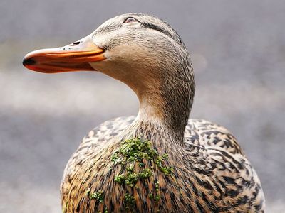 Couple threatened with foreclosure for feeding ducks near home