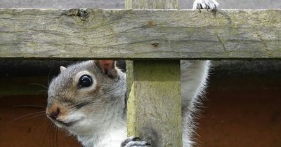 Plan to feed grey squirrels contraceptives to defeat invasive species