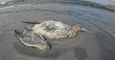 Avian flu detected in five seabirds on Northern Ireland's North Coast