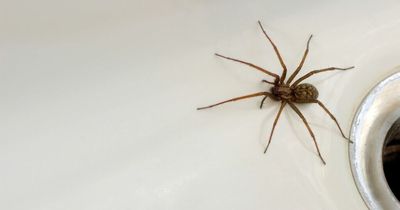 Moment woman calls 999 after finding 'absolutely massive' spider in her home