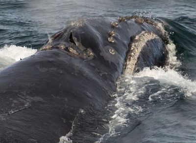US agency studies rare whale habitat expansion request