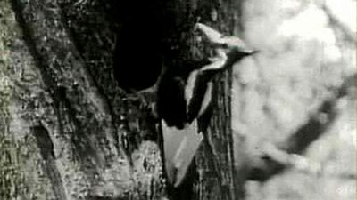 The ivory-billed woodpecker hasn't been spotted for nearly 80 years — now birdwatchers are being challenged to prove it still exists