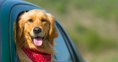 What to do if you see a dog in a hot car as July heatwave hits