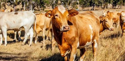 What is foot and mouth disease? Why farmers fear 'apocalyptic bonfires of burning carcasses'