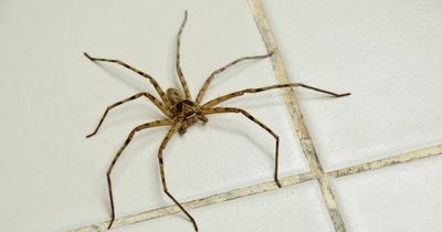 Spider repellant hack for homes this summer costs just £1, according to cleaning fans