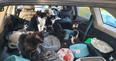 Watch as 20 dogs and cats are rescued from a vehicle in Newcastle