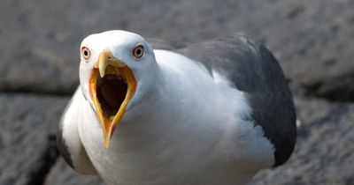 Almost €100,000 spent by Government on consultants to write report into 'urban gulls'