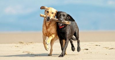 World's best dog friendly beaches revealed - and five of the top 10 are in the UK