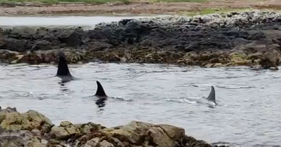 Family in awe after watching incredible orca pod hunt up close on Shetland