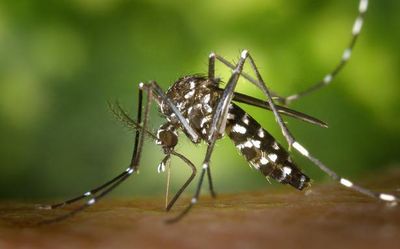 Data | Tracing the link between dengue outbreaks and monsoon seasons