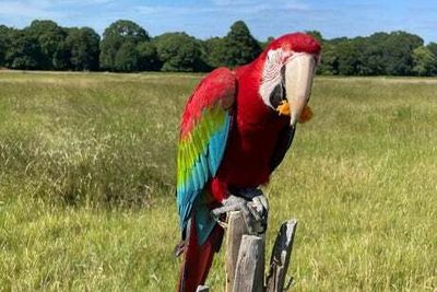 Beloved macaw stolen from Richmond Park and mauled by fox