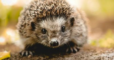 Brits urged to put bowl of water out to 'save' baby hedgehogs from heatwave