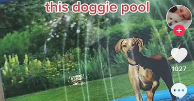 Paw-fect bargain heatwave dog swimming pool available in Dealz